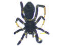Drassyllus pusillus/lutetianus